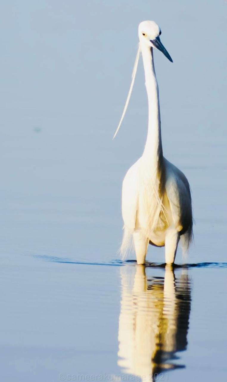 Pelican Lake Udawalawe Eksteriør billede